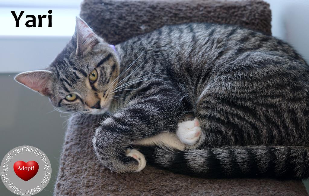Enlarge Yari, a Adopted mixed breed in Sidney, OH image 4/4