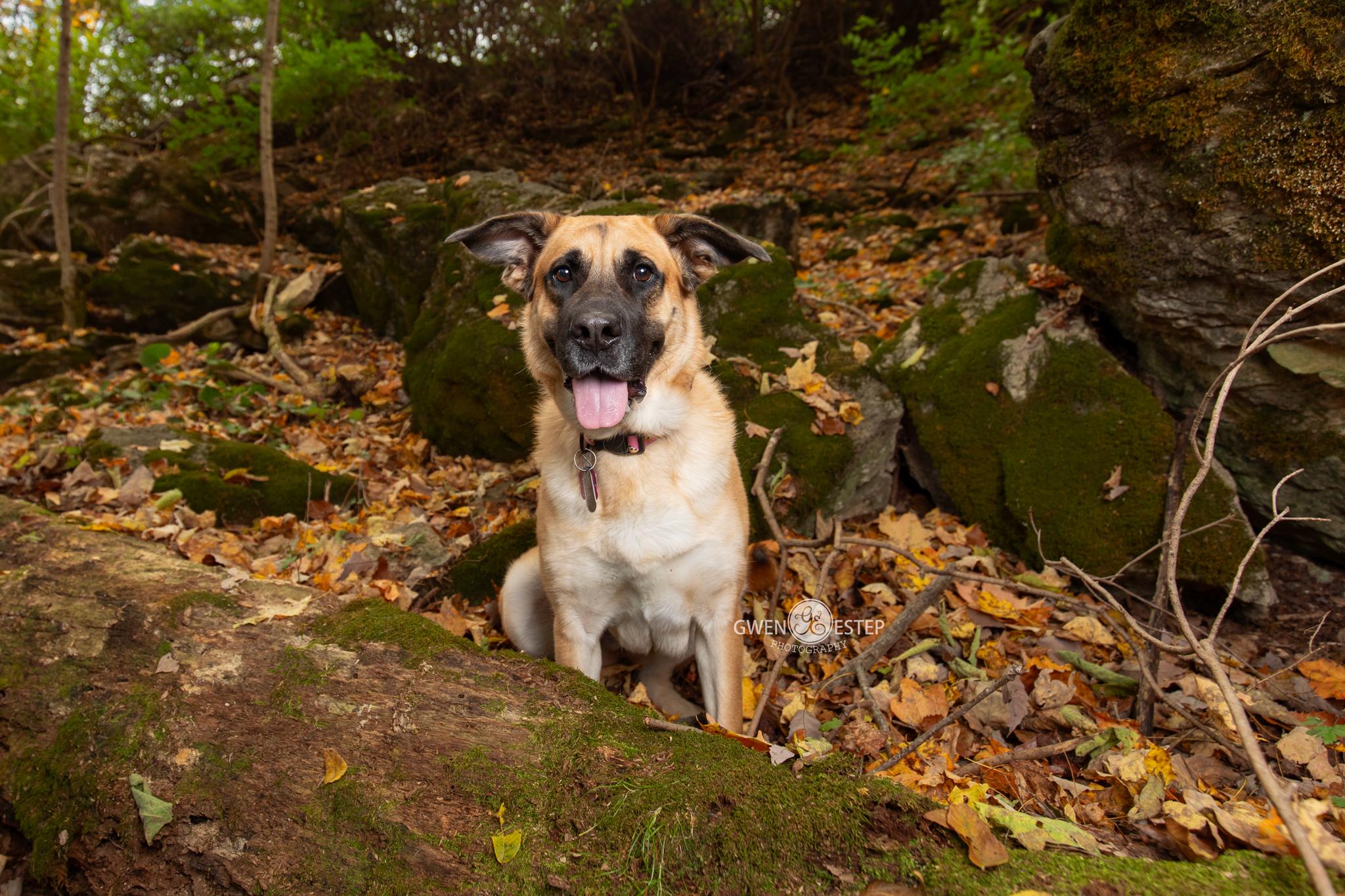 Enlarge Morgan, a Adoptable mixed breed in Dayton, OH image 4/6