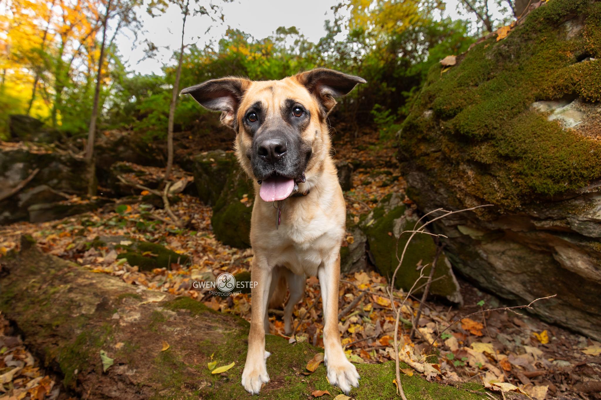 Enlarge Morgan, a Adoptable mixed breed in Dayton, OH image 2/6