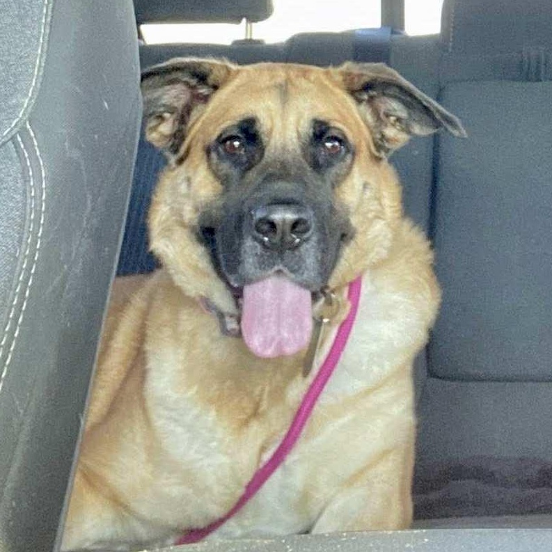 Enlarge Morgan, a Adoptable mixed breed in Dayton, OH image 5/6