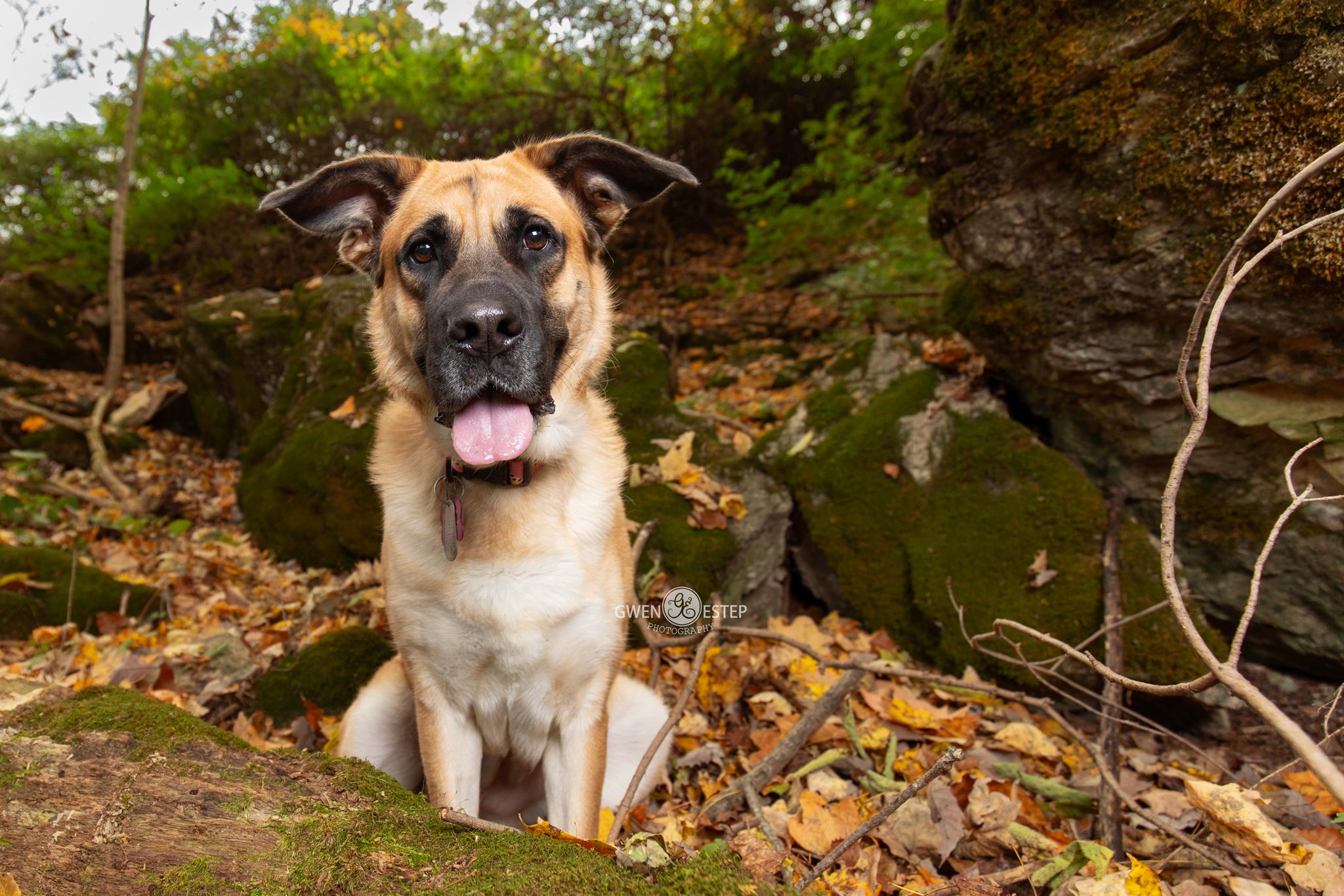 Enlarge Morgan, a Adoptable mixed breed in Dayton, OH image 3/6