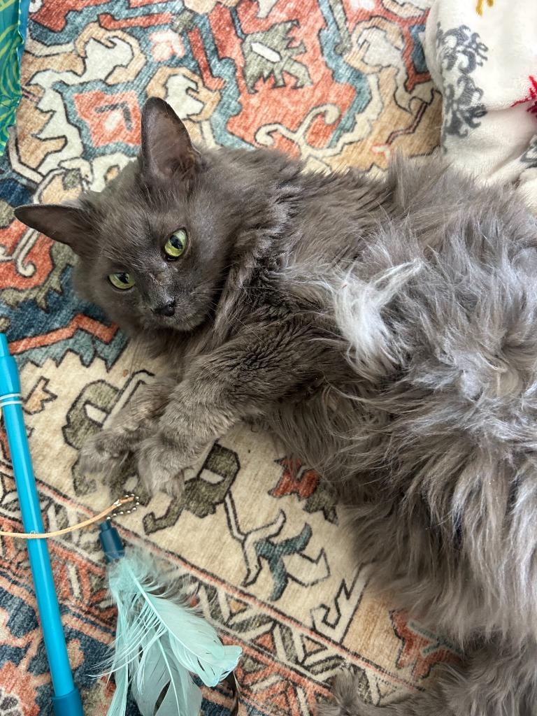 Chauncey, Adoptable, Senior Male Domestic Long Hair.