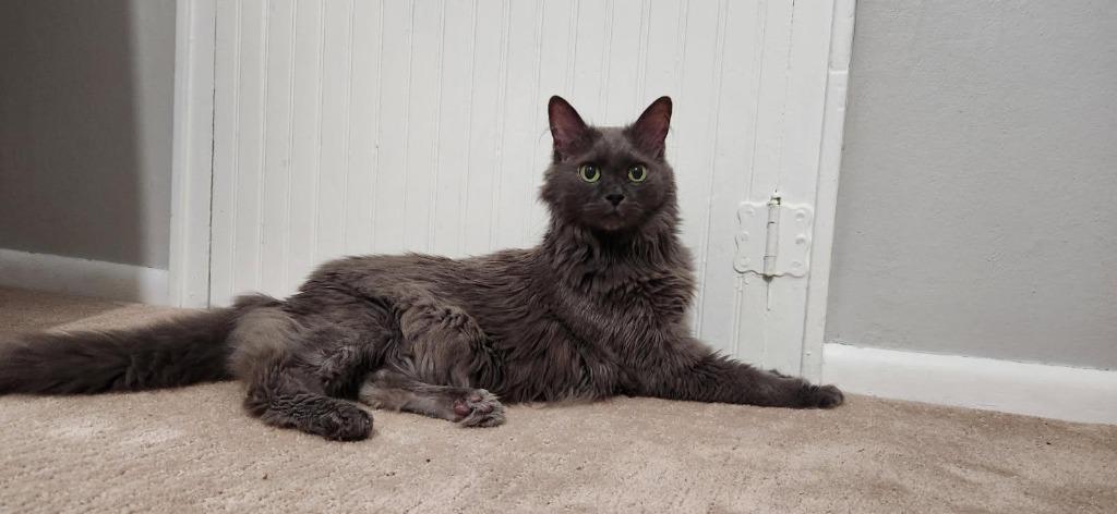 Chauncey, Adoptable, Senior Male Domestic Long Hair.