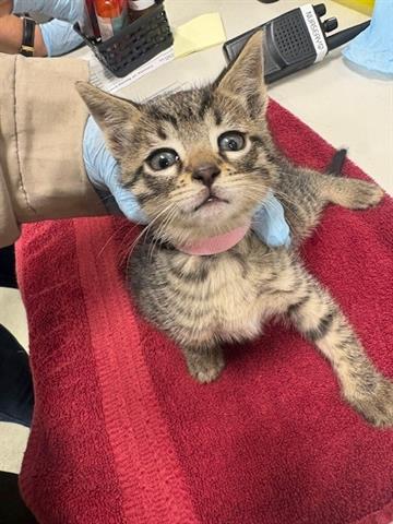 Enlarge JELLYBEAN, a Adoptable Domestic Medium Hair in San Martin, CA image 1/1