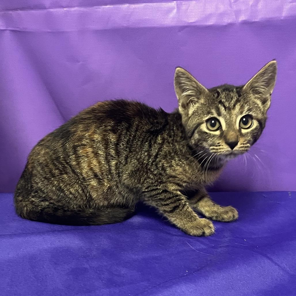 Smickley, Adoptable, Kitten Female Domestic Short Hair.