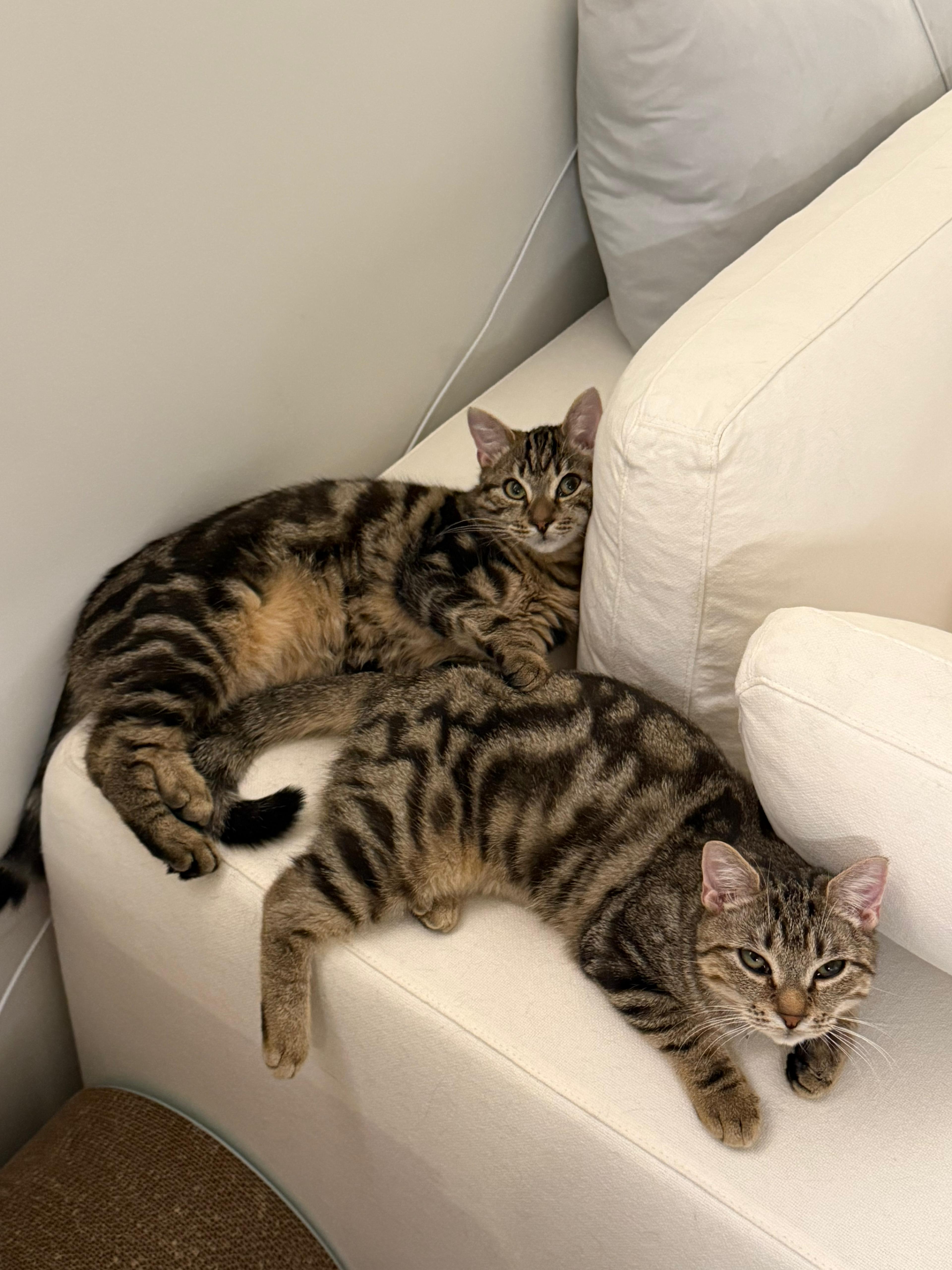 Enlarge Amelia, a Adoptable Domestic Short Hair in Jersey City, NJ image 1/6