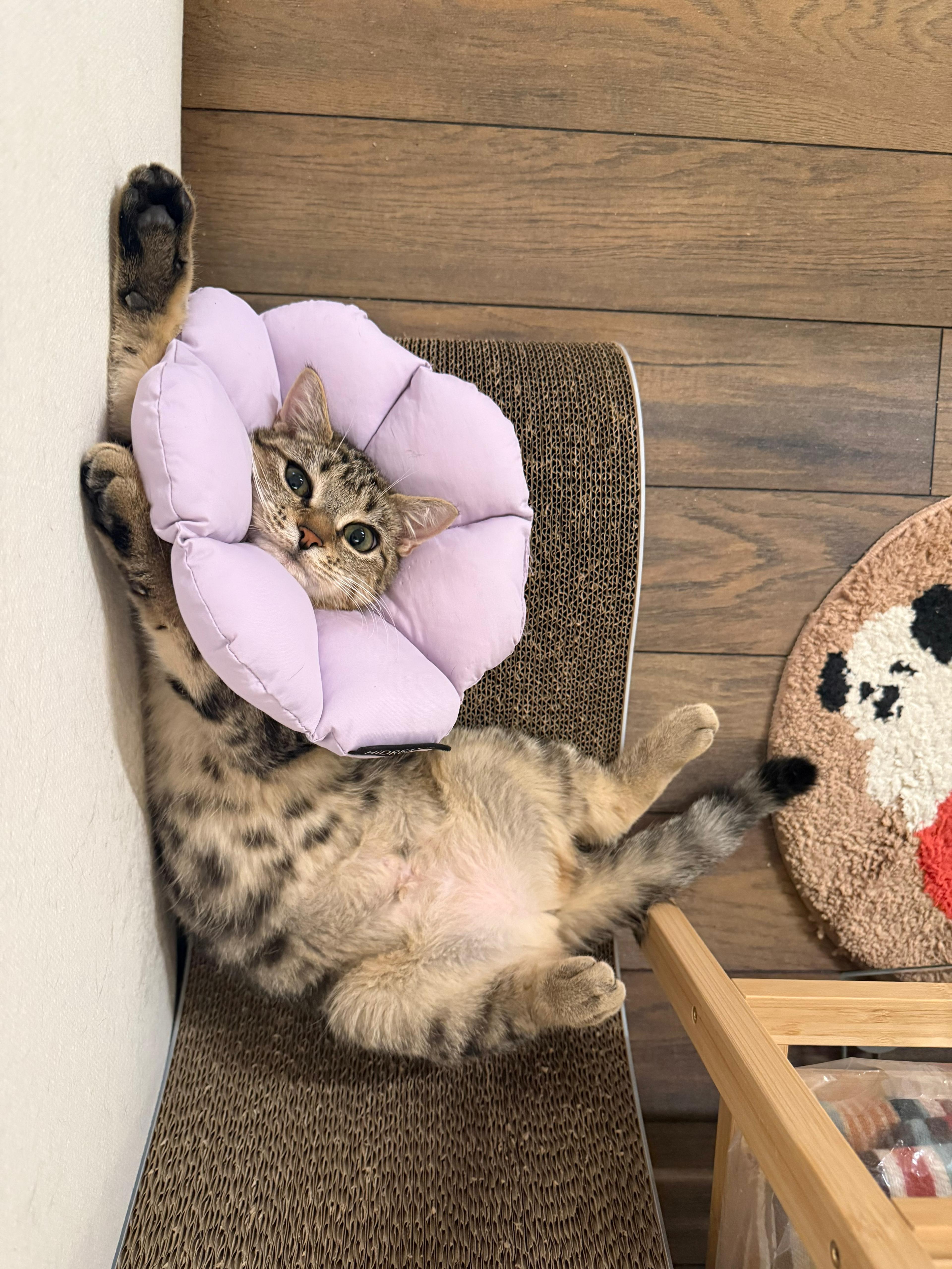 Enlarge Amelia, a Adoptable Domestic Short Hair in Jersey City, NJ image 2/6