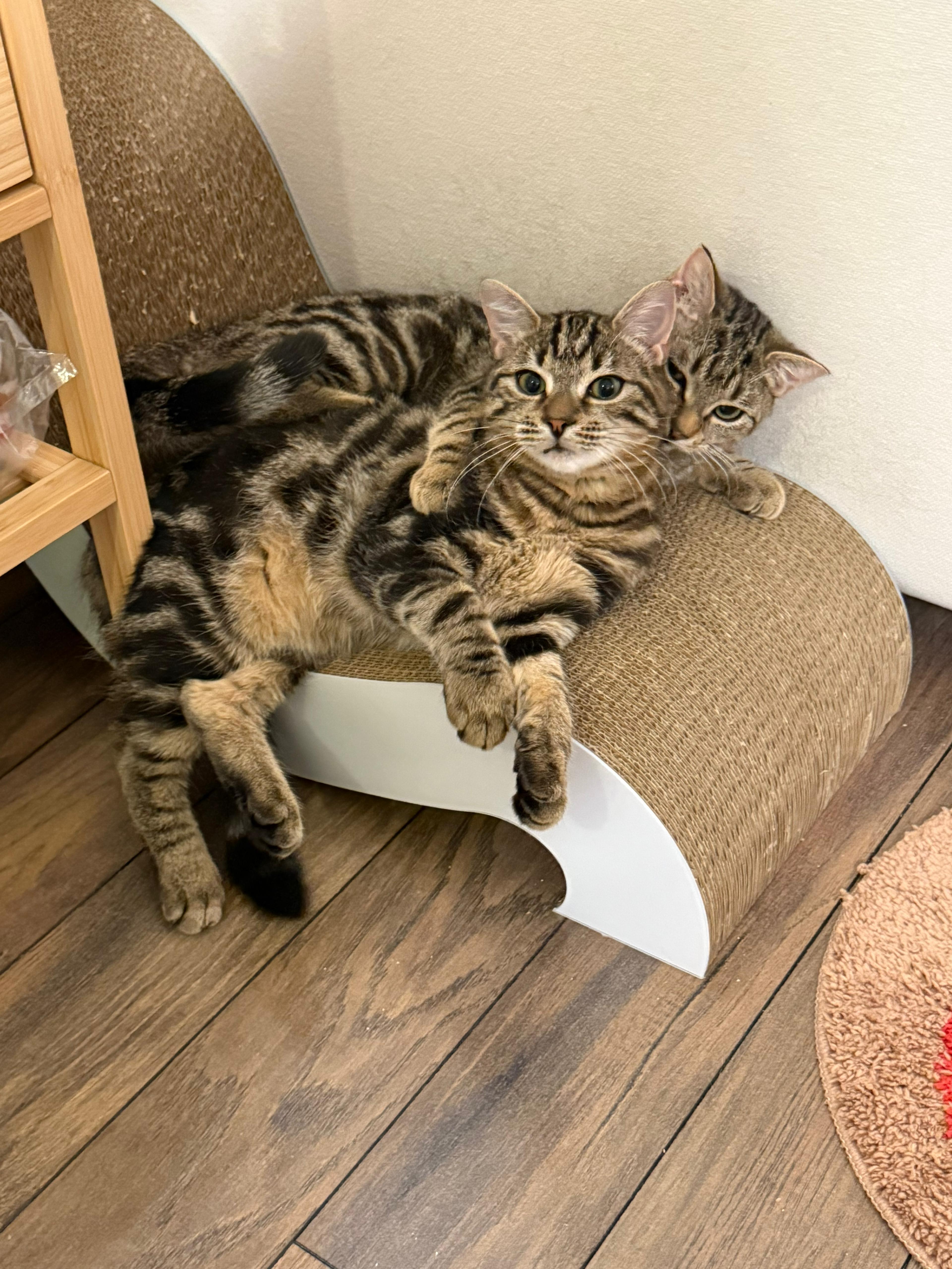 Amelia, a Adoptable Domestic Short Hair image 5/6