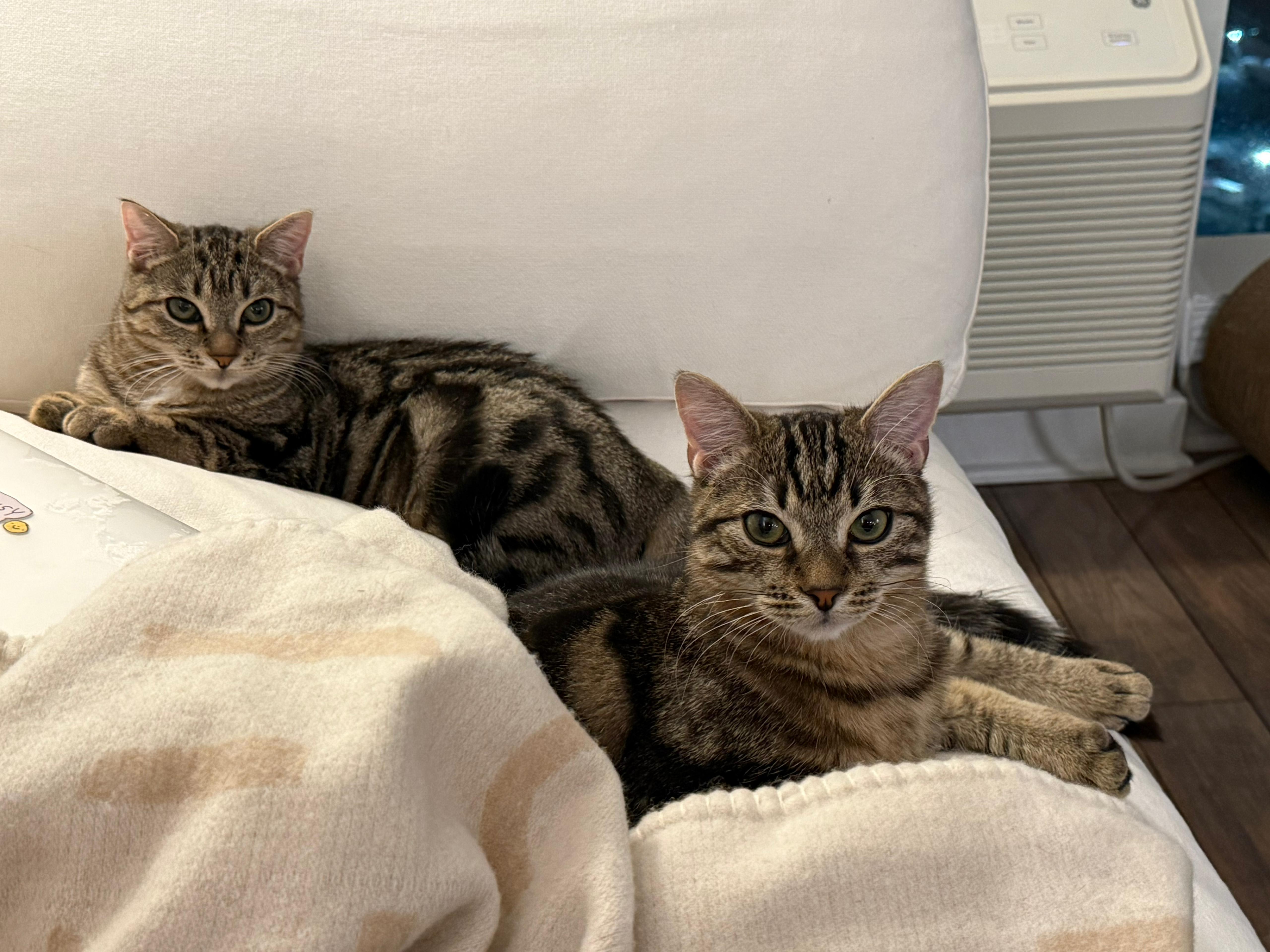 Enlarge Amelia, a Adoptable Domestic Short Hair in Jersey City, NJ image 4/6