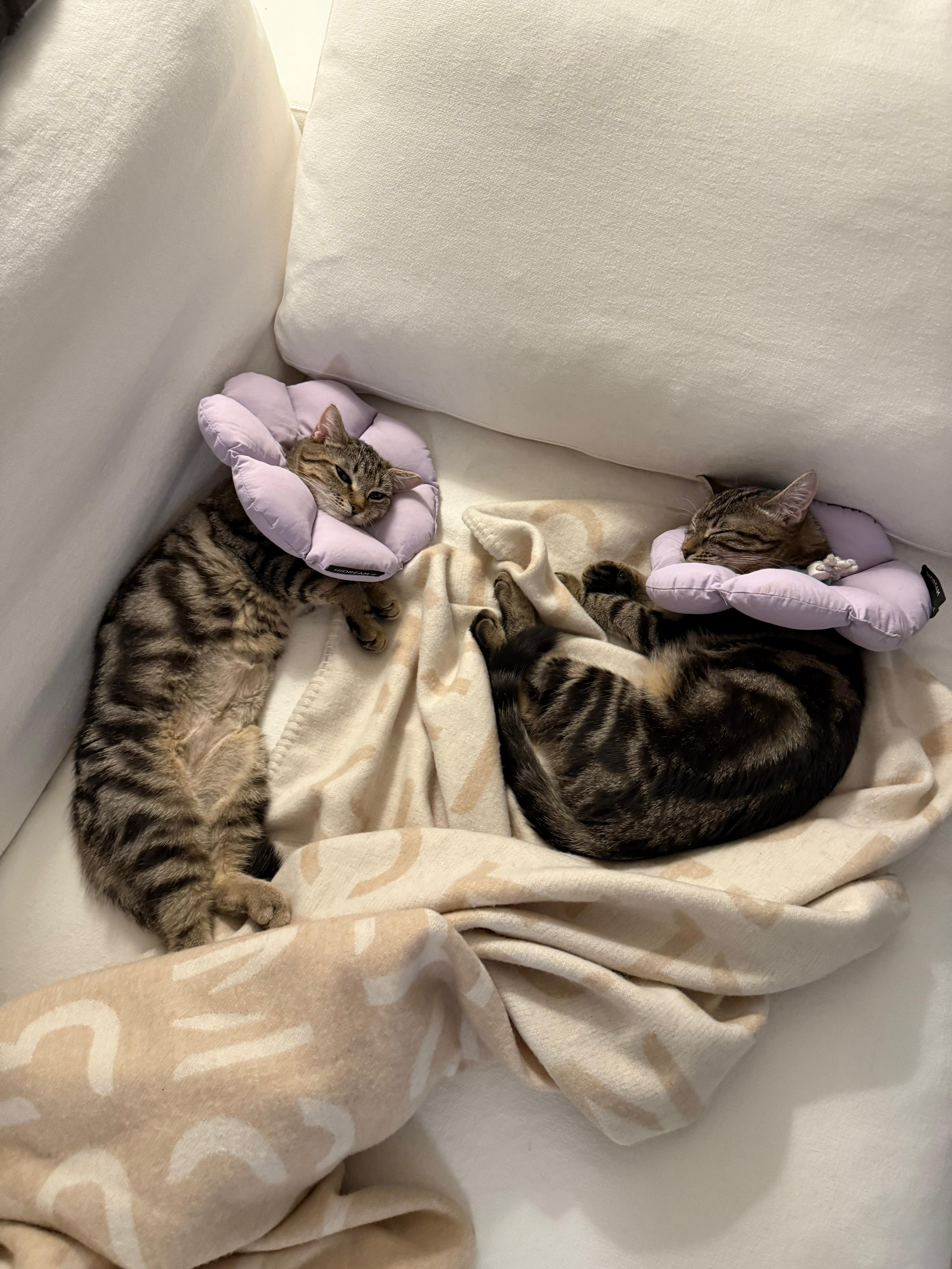 Enlarge Amelia, a Adoptable Domestic Short Hair in Jersey City, NJ image 5/6