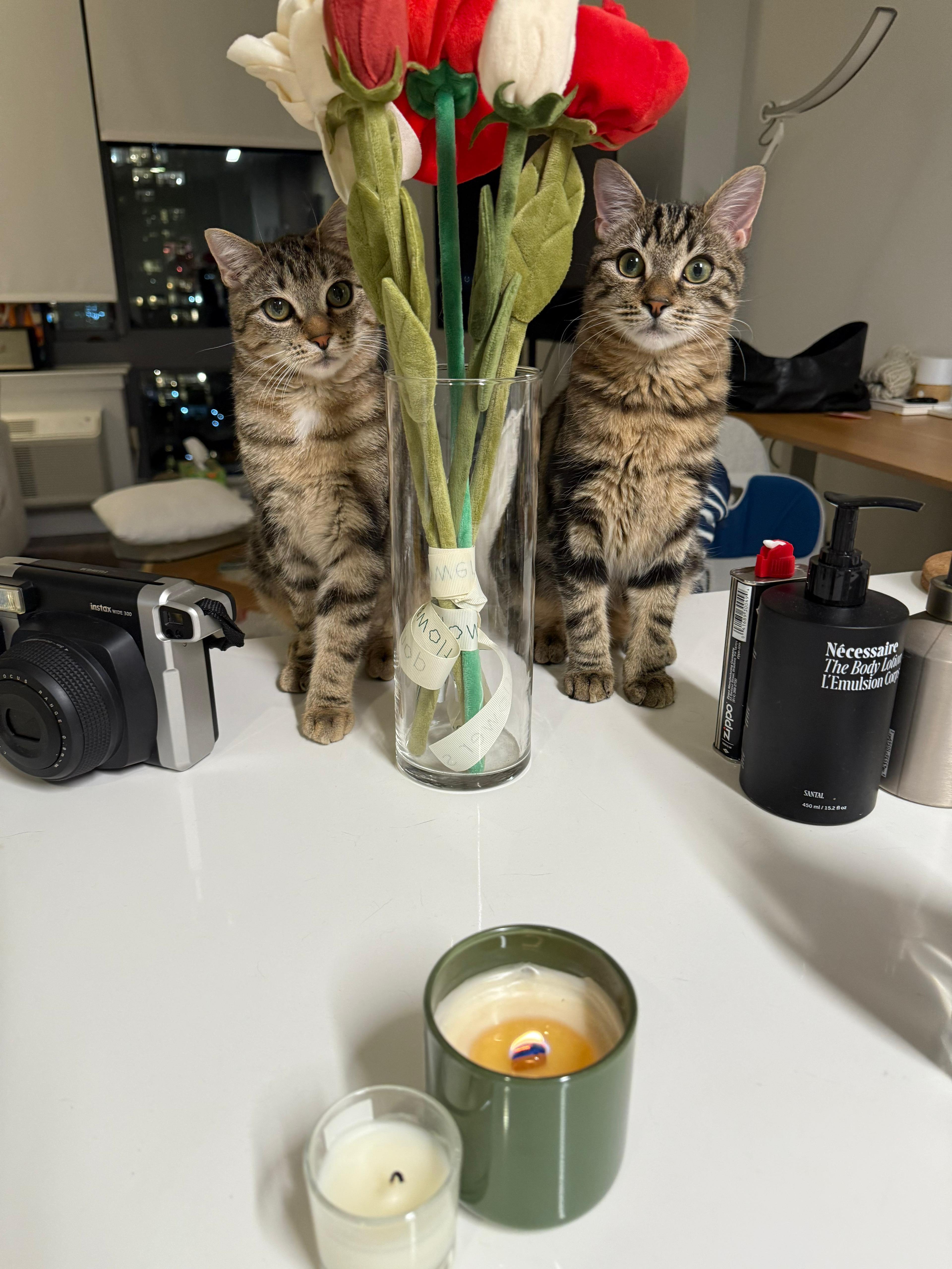 Enlarge Amelia, a Adoptable Domestic Short Hair in Jersey City, NJ image 6/6