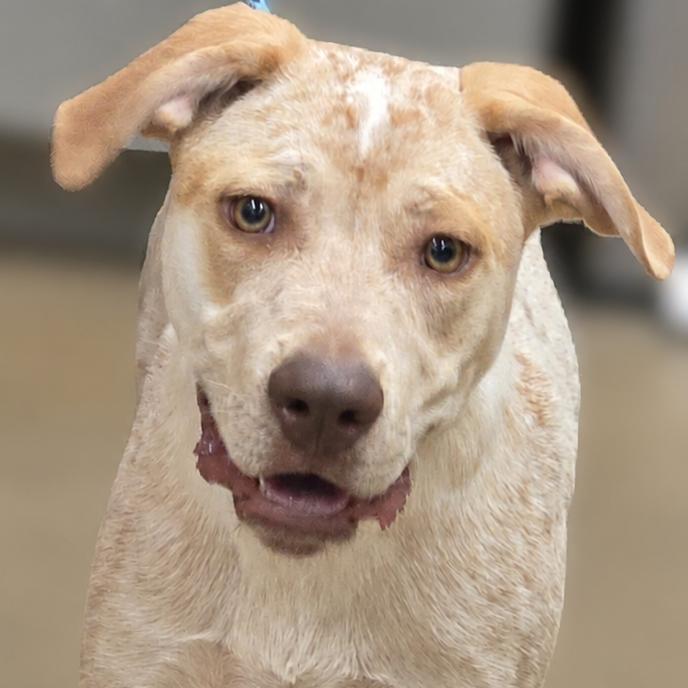 Bengal, Adoptable, Young Male Mixed Breed.
