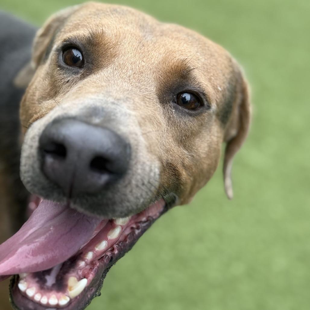 Rusty, Adoptable, Adult Male Doberman Pinscher & Mixed Breed.