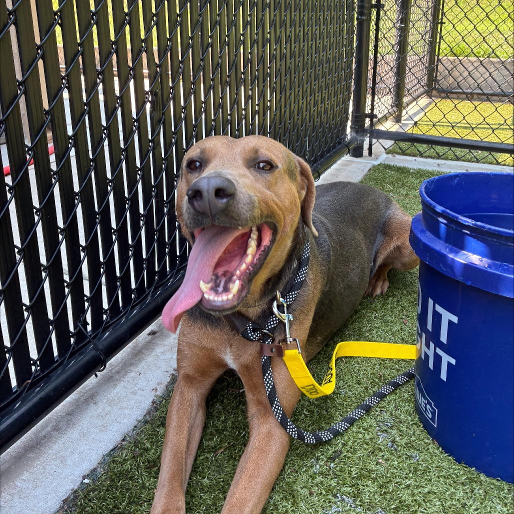 Enlarge Rusty, a Adoptable mixed breed in Greensboro, NC image 2/5