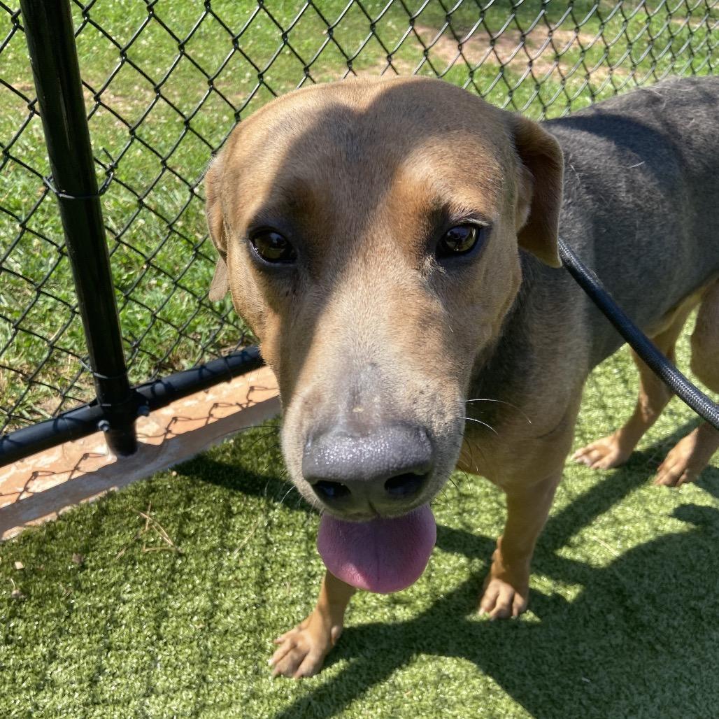 Enlarge Rusty, a Adoptable mixed breed in Greensboro, NC image 3/5
