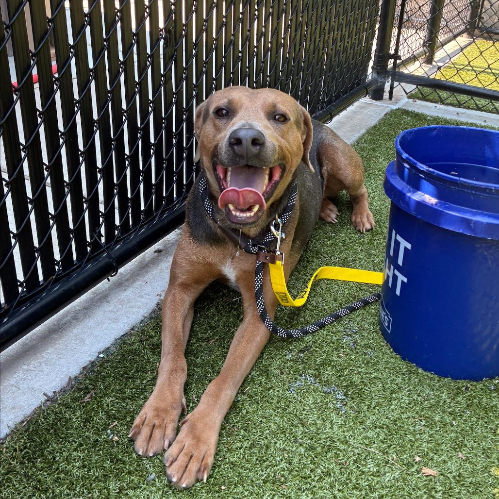 Enlarge Rusty, a Adoptable mixed breed in Greensboro, NC image 4/5
