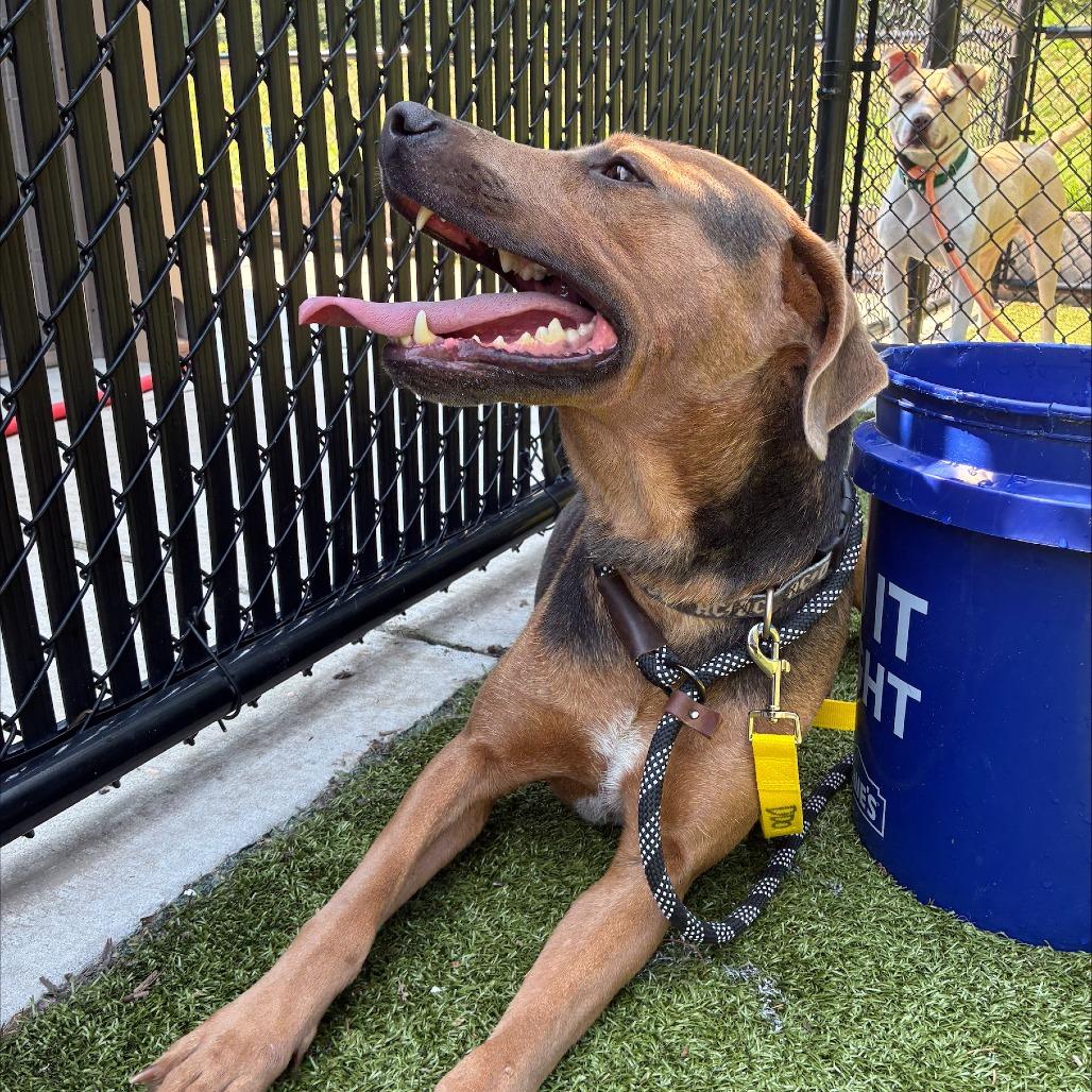 Enlarge Rusty, a Adoptable mixed breed in Greensboro, NC image 5/5