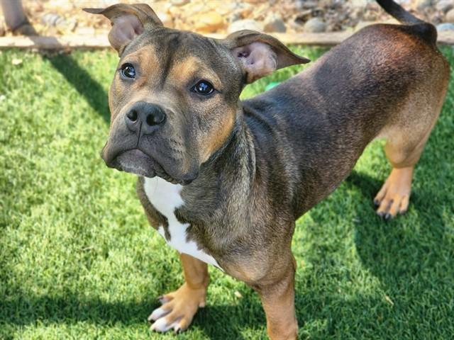 Enlarge ANCHO POWDER, a Adoptable Terrier in Antioch, CA image 1/1