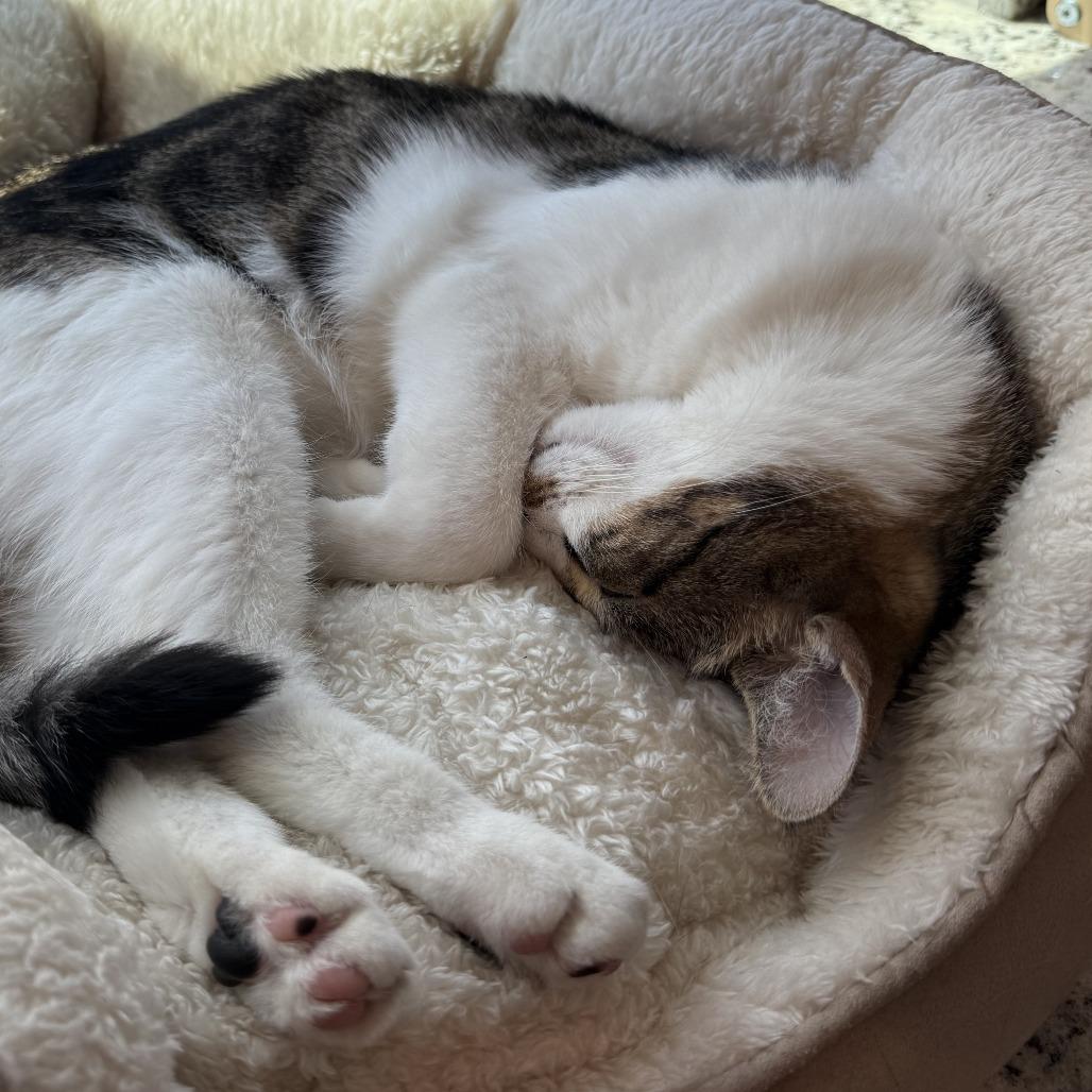 Sebastian — thumbnail 4