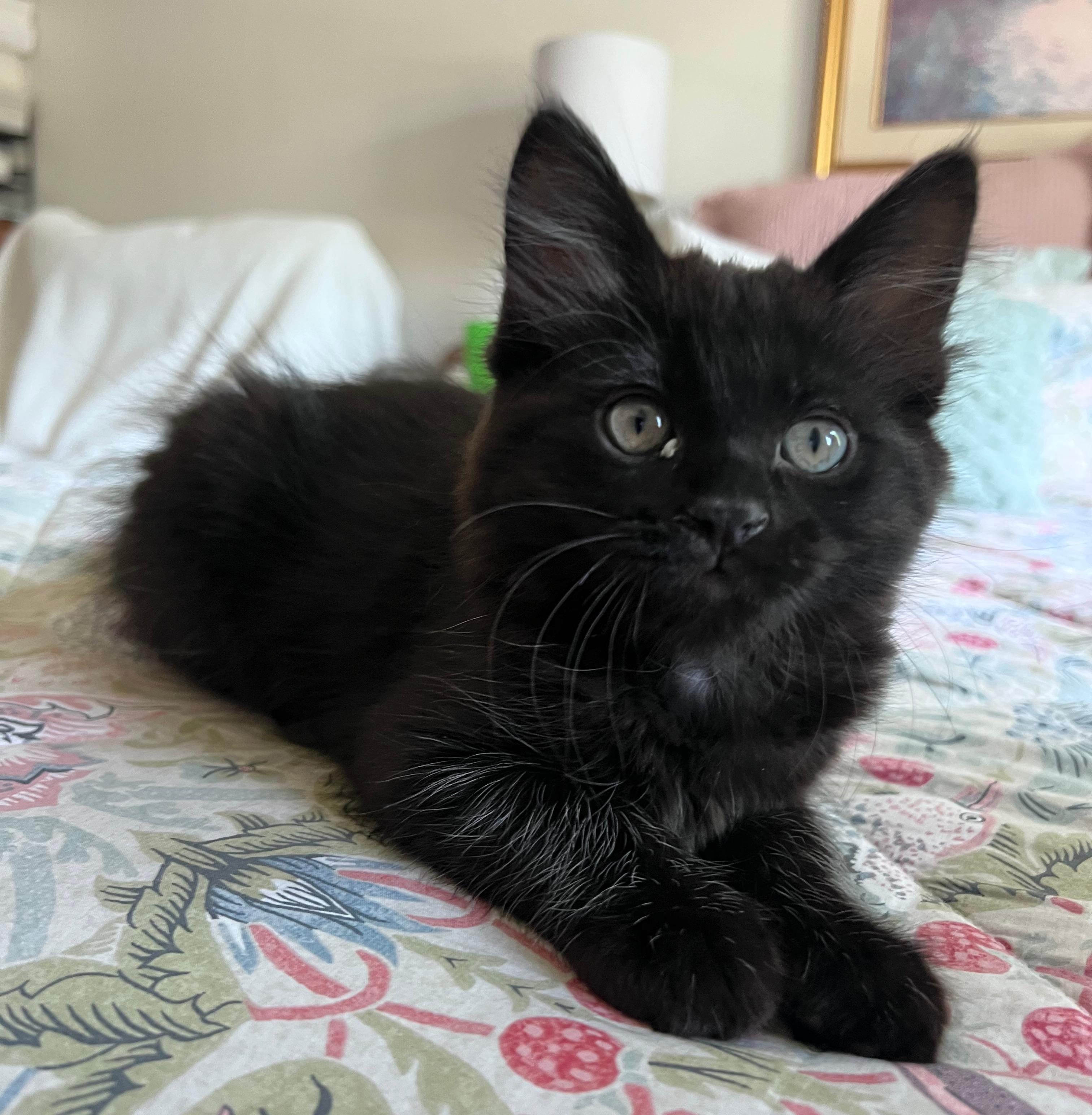 Charlie, Baby Male Domestic Long Hair