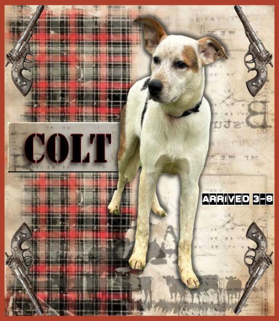 Colt, Adoptable, Young Male Australian Cattle Dog / Blue Heeler & Mixed Breed.