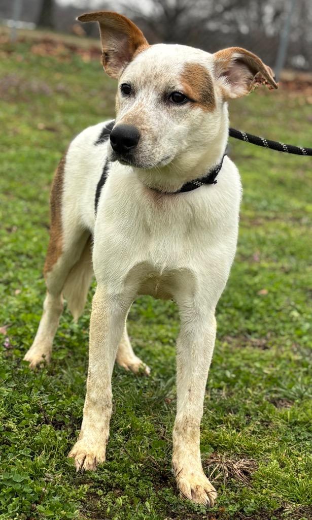 Colt, Adoptable, Young Male Australian Cattle Dog / Blue Heeler & Mixed Breed.