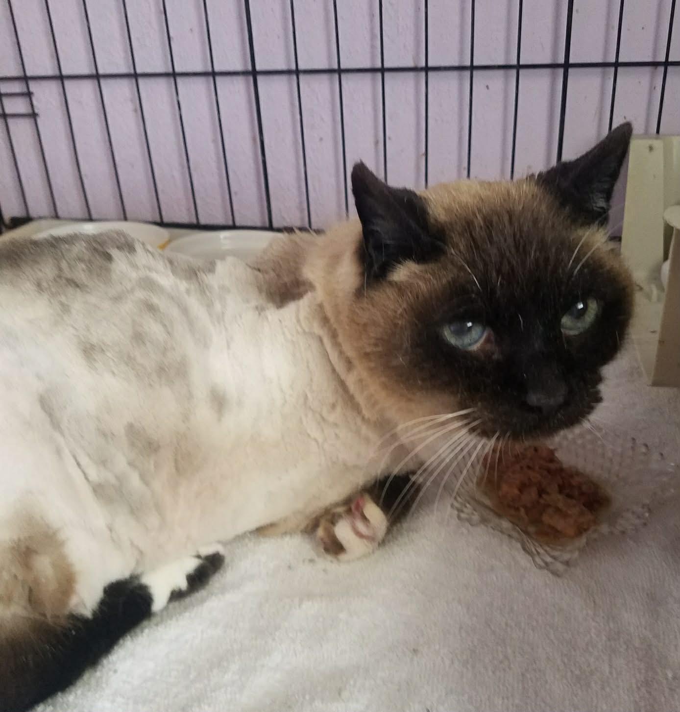 Enlarge Waha, a ADOPTABLE mixed breed in Lewiston, ID image 1/1