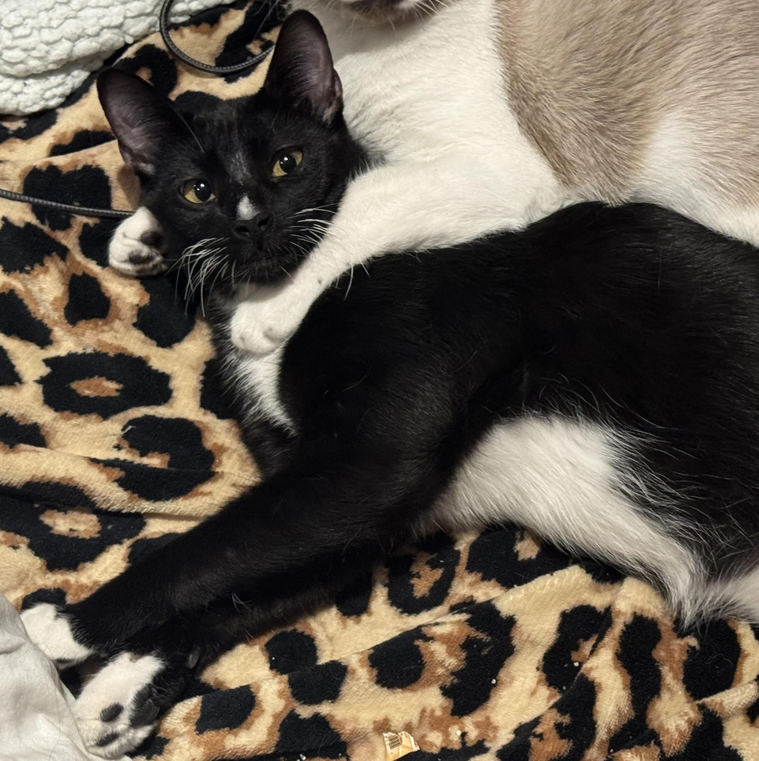 Leo (bonded with Max), an adopted Tuxedo in Laguna Woods, CA image 2/3
