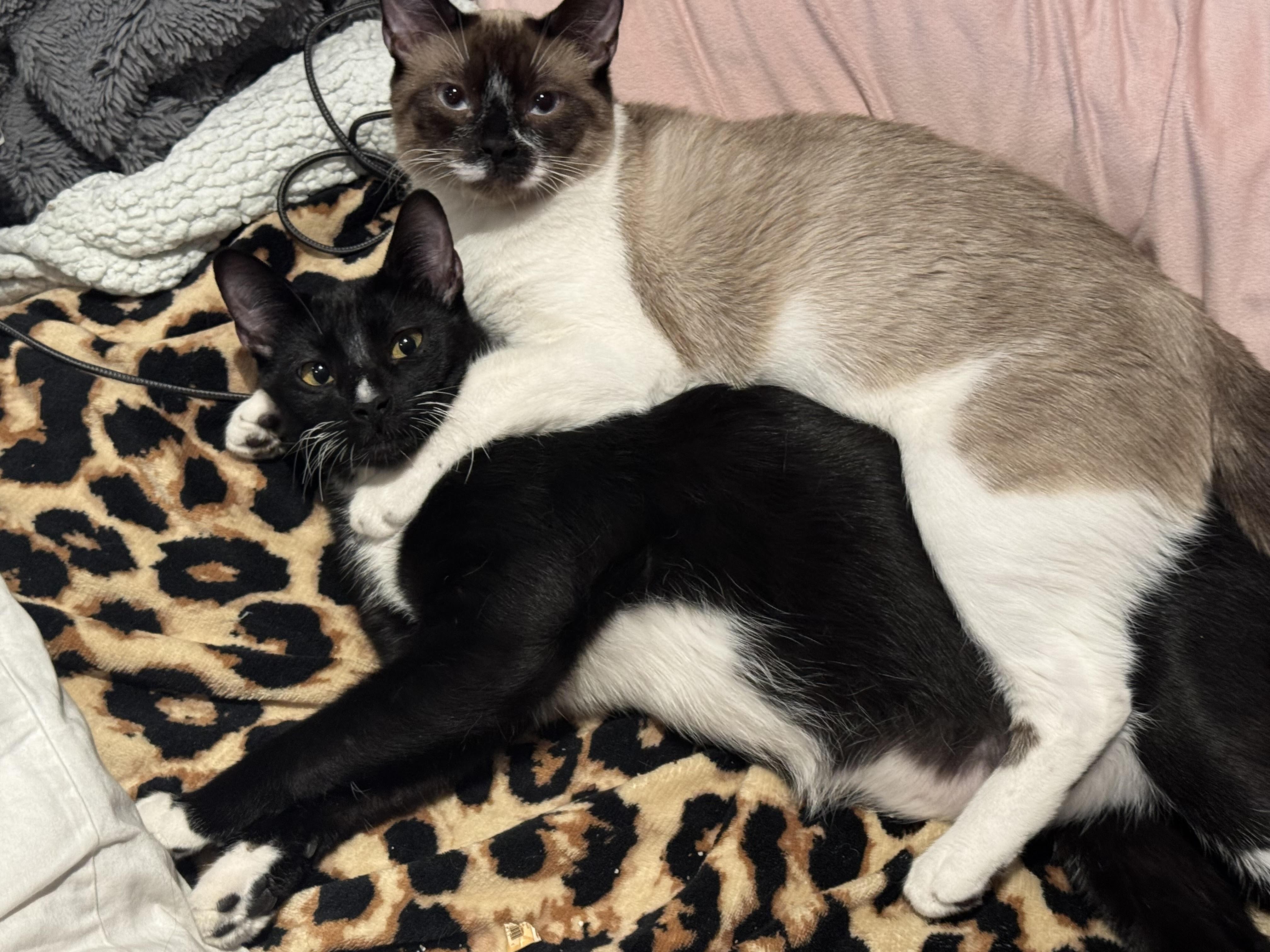 Leo (bonded with Max), an adopted Tuxedo in Laguna Woods, CA image 3/3