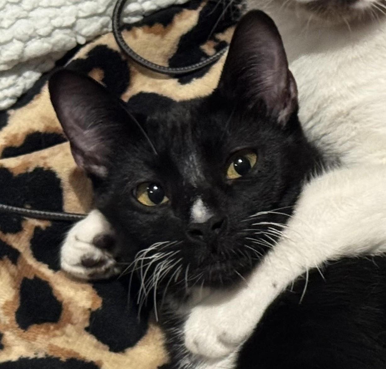 Leo (bonded with Max), adopted, Young Male Tuxedo.