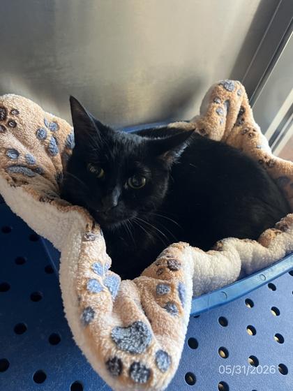 Enlarge Cherie, a Adoptable mixed breed in North Richland Hills, TX image 1/1
