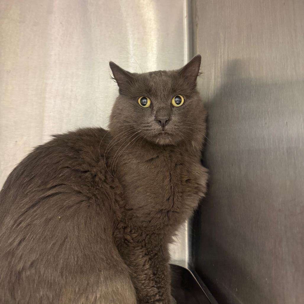 Enlarge Clay, a Adoptable Domestic Medium Hair in Englewood, FL image 1/1