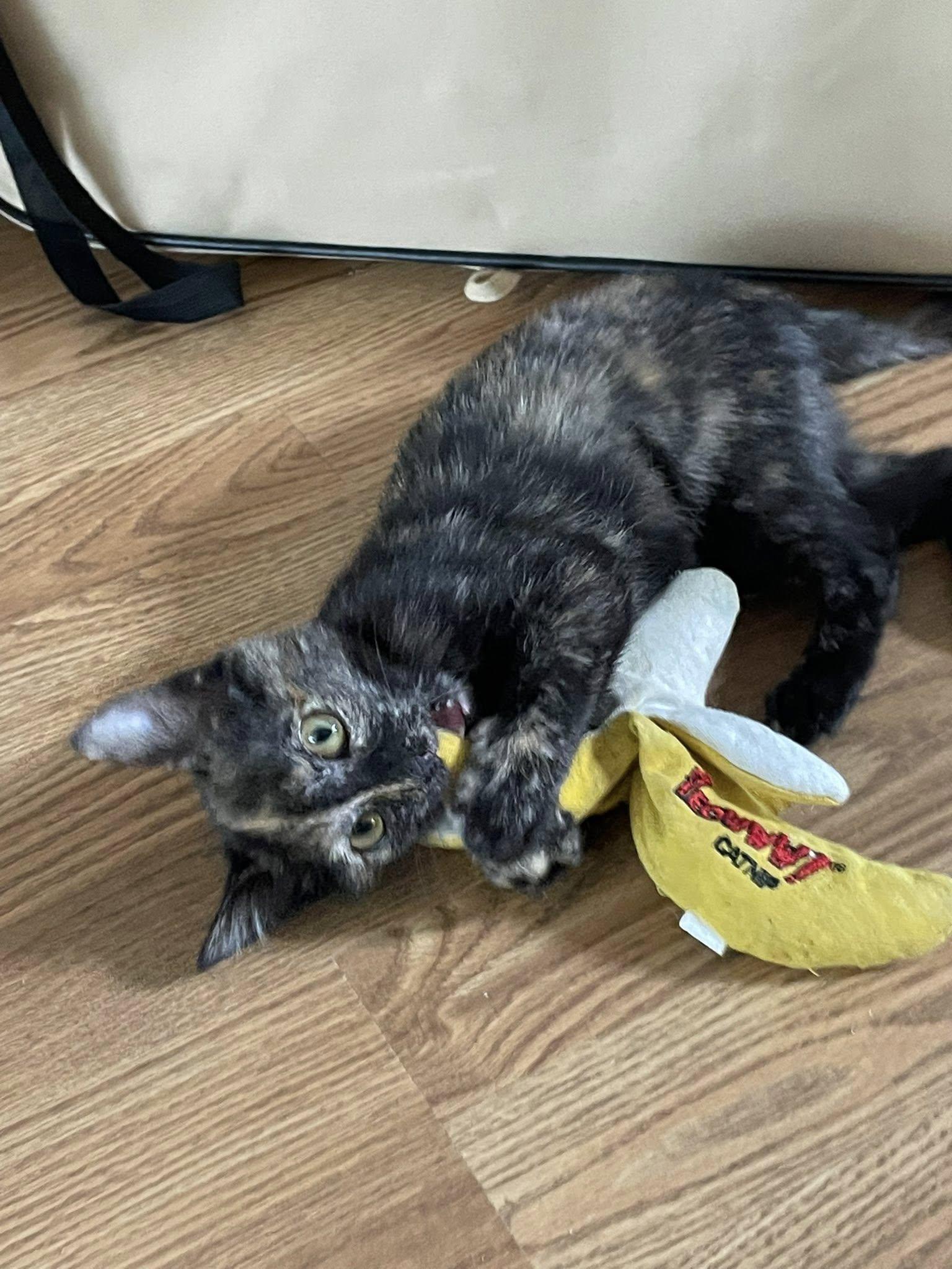 Cardi, adopted, Kitten Female Tortoiseshell.