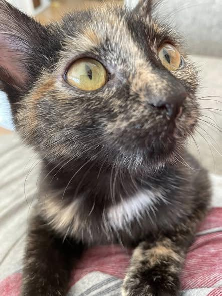 Enlarge Cardi, an adopted Tortoiseshell in Concord, NC image 2/6