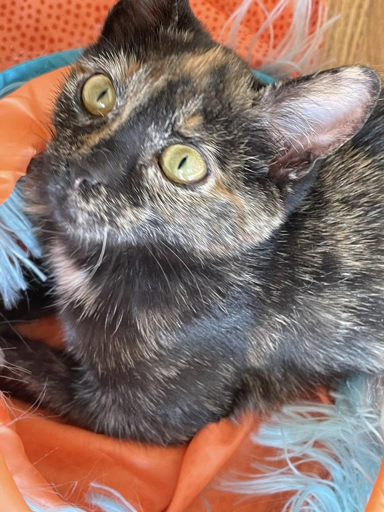 Enlarge Cardi, an adopted Tortoiseshell in Concord, NC image 3/6