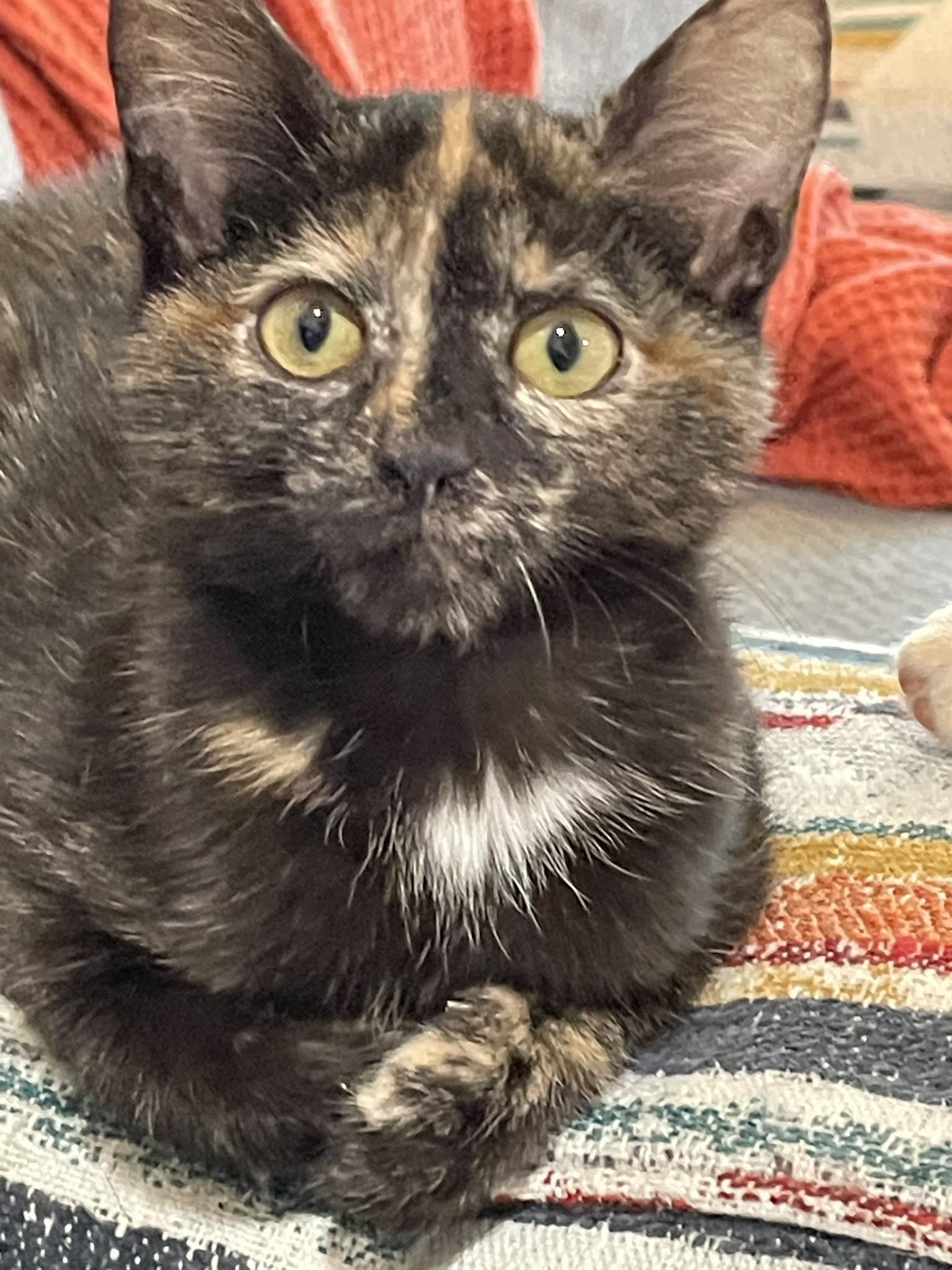 Enlarge Cardi, an adopted Tortoiseshell in Concord, NC image 4/6