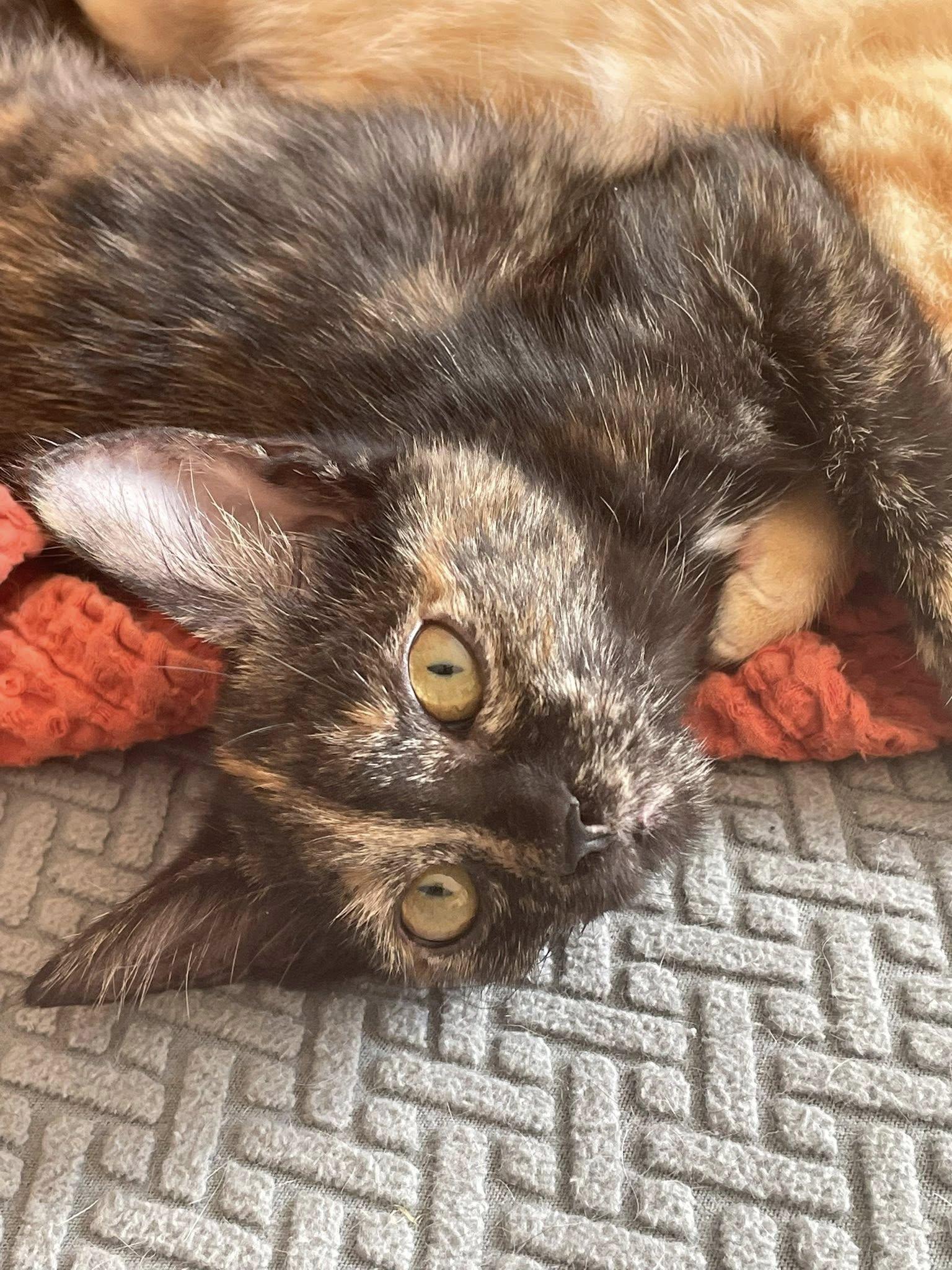 Enlarge Cardi, an adopted Tortoiseshell in Concord, NC image 5/6
