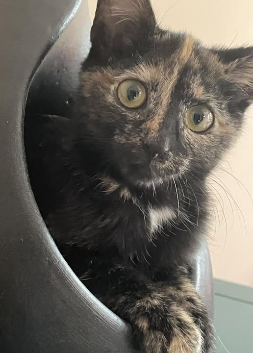 Enlarge Cardi, an adopted Tortoiseshell in Concord, NC image 6/6