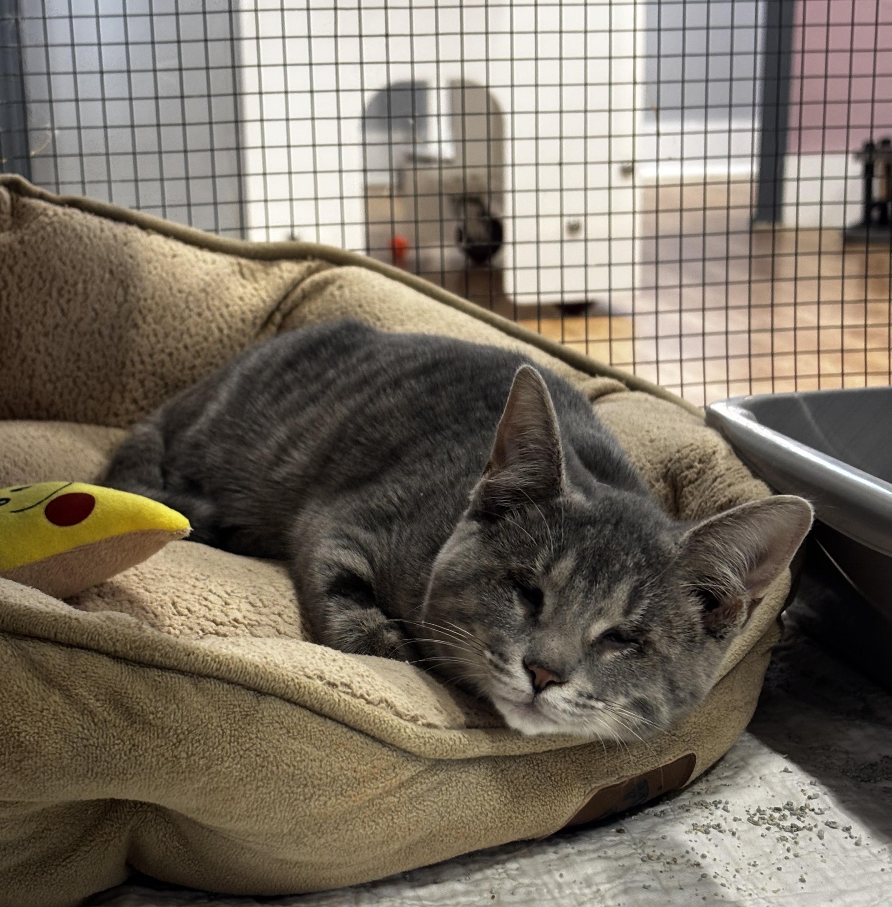 Angel Eyes (part of a bonded trio)