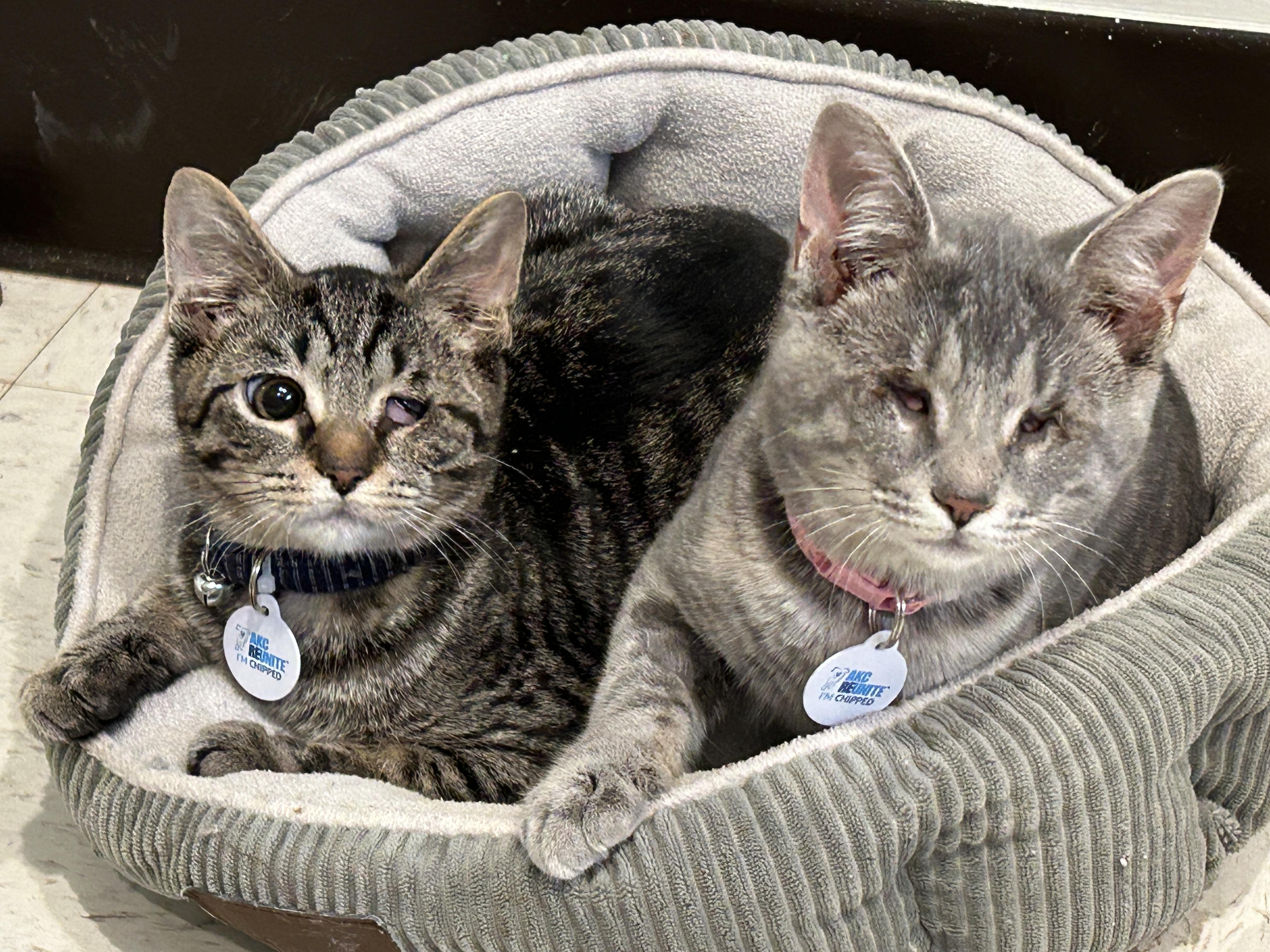 Angel Eyes (part of a bonded trio)