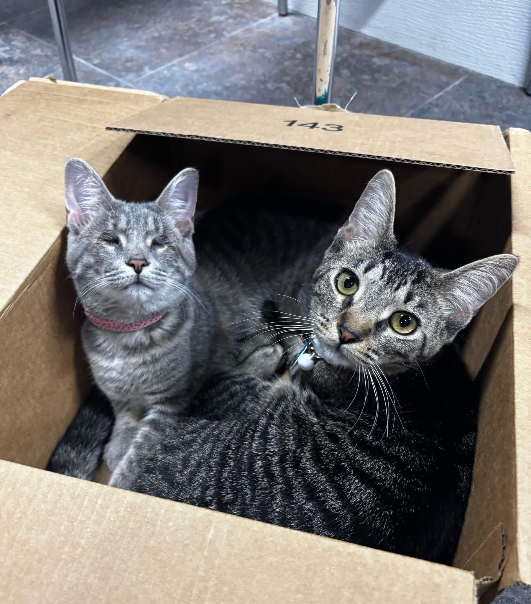 Angel Eyes (part of a bonded trio)