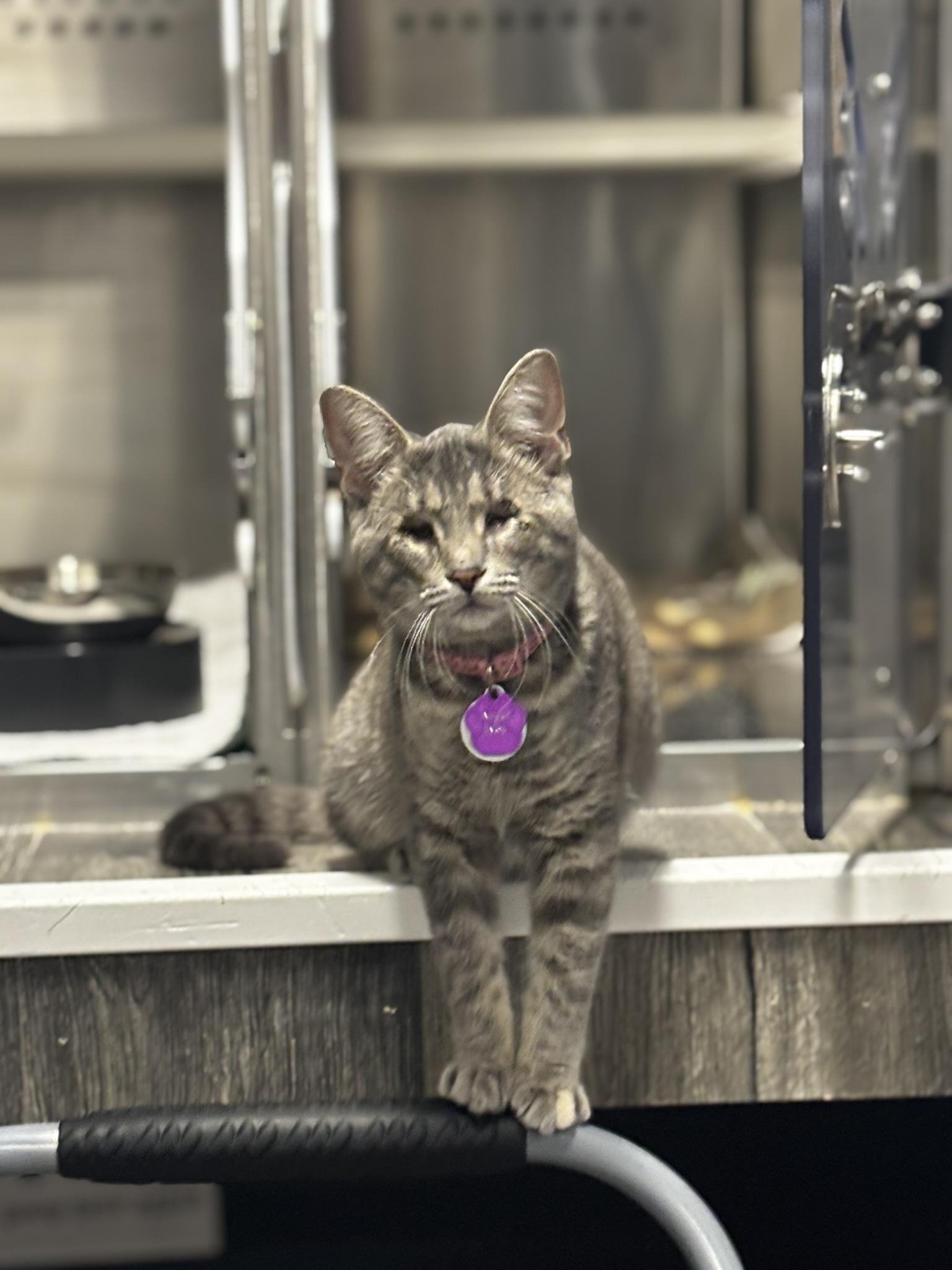 Angel Eyes (part of a bonded trio)