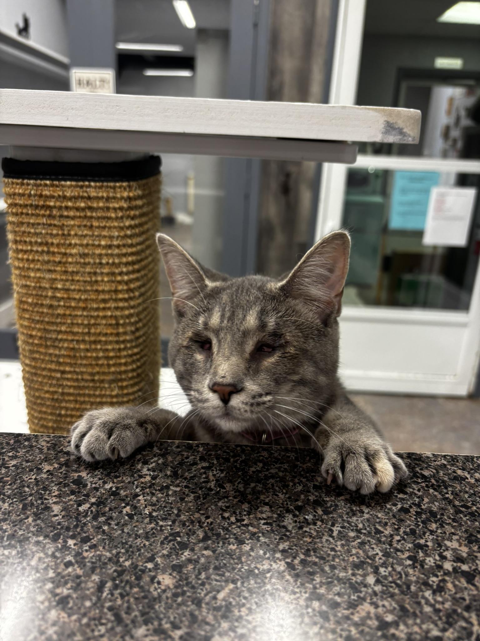 Angel Eyes (part of a bonded trio)