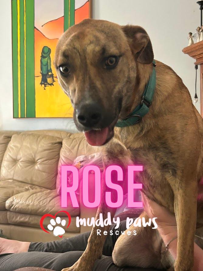 Rose, a Adoptable mixed breed in Council Bluffs, IA image 1/6
