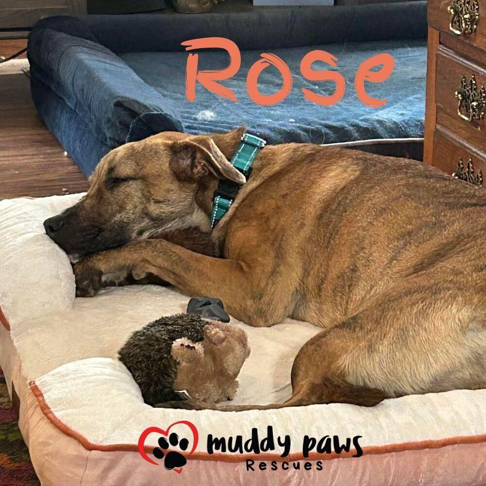 Rose — thumbnail 2