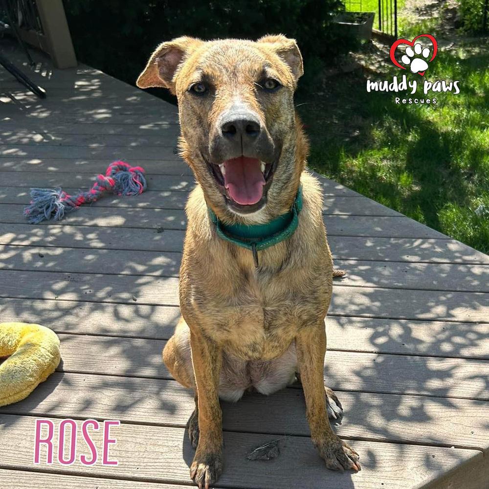 Rose, a Adoptable mixed breed in Council Bluffs, IA image 3/6