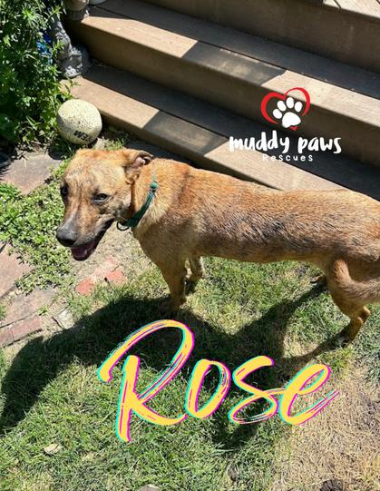Rose, a Adoptable mixed breed in Council Bluffs, IA image 4/6