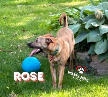 Rose, a Adoptable mixed breed in Council Bluffs, IA image 5/6