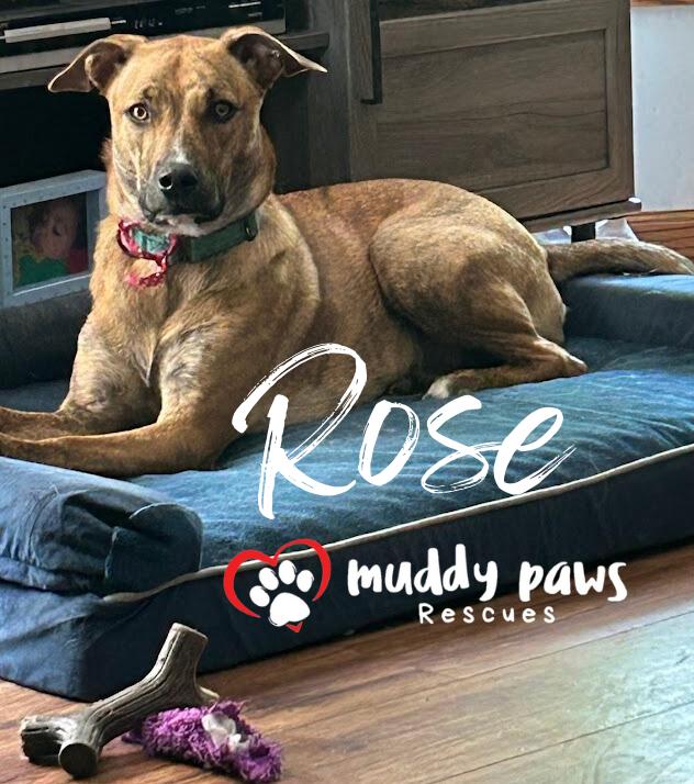 Rose, a Adoptable mixed breed in Council Bluffs, IA image 6/6