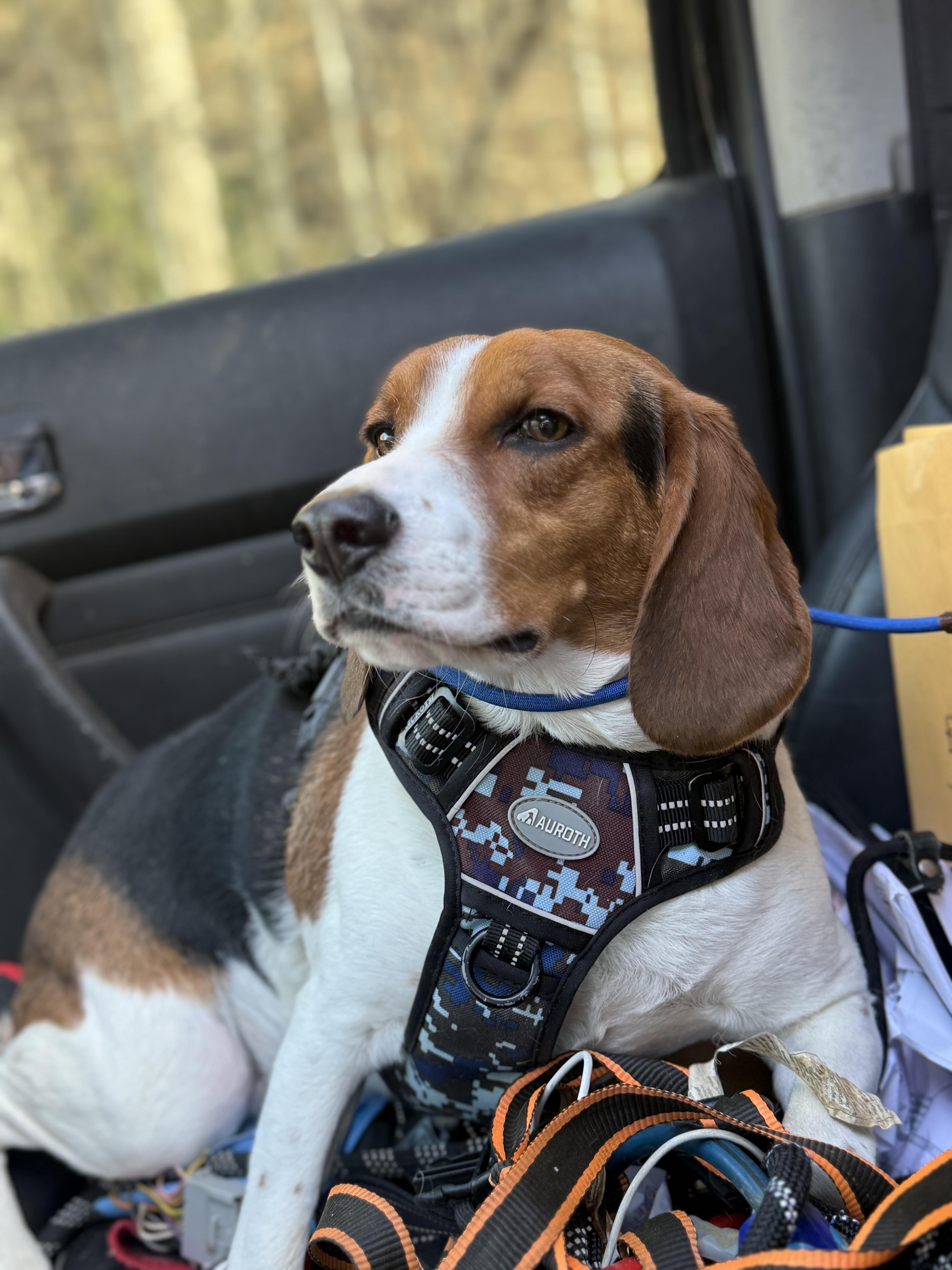 Enlarge Buckie, an adopted Beagle in Woburn, MA image 3/6